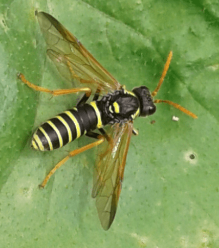 Tenthredinidae : Tenthredo scrophulariae?